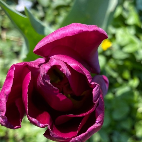 Meet your Posher, Jeanie - Picture 1 of 1